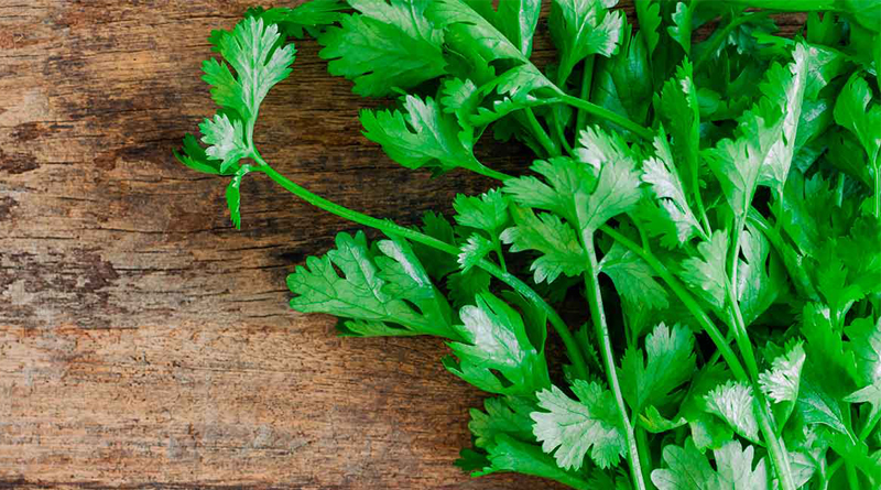 Cilantro: un anticonvulsivo natural