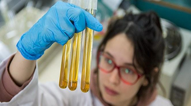 Plantas aromáticas: conservantes de alimentos alternativos |