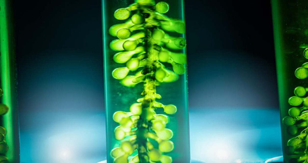 algae-based protein industry