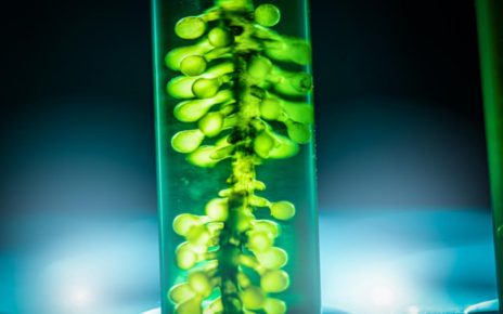 algae-based protein industry