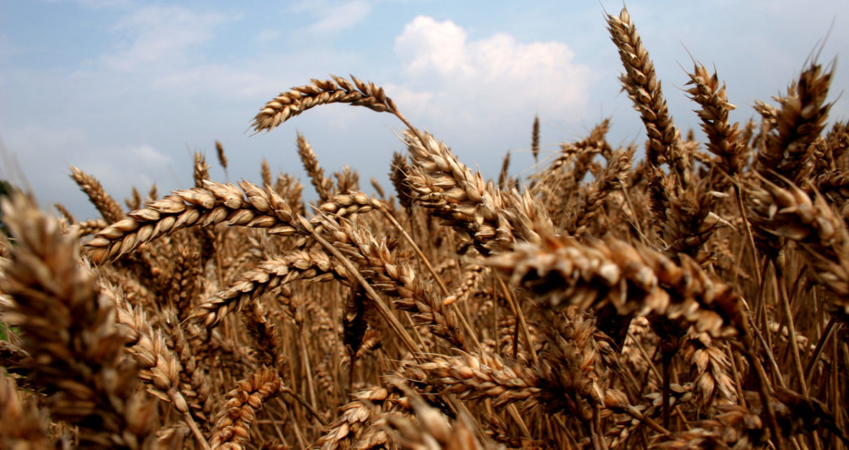 México aumentó la producción anual de trigo panificable