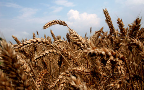 México aumentó la producción anual de trigo panificable