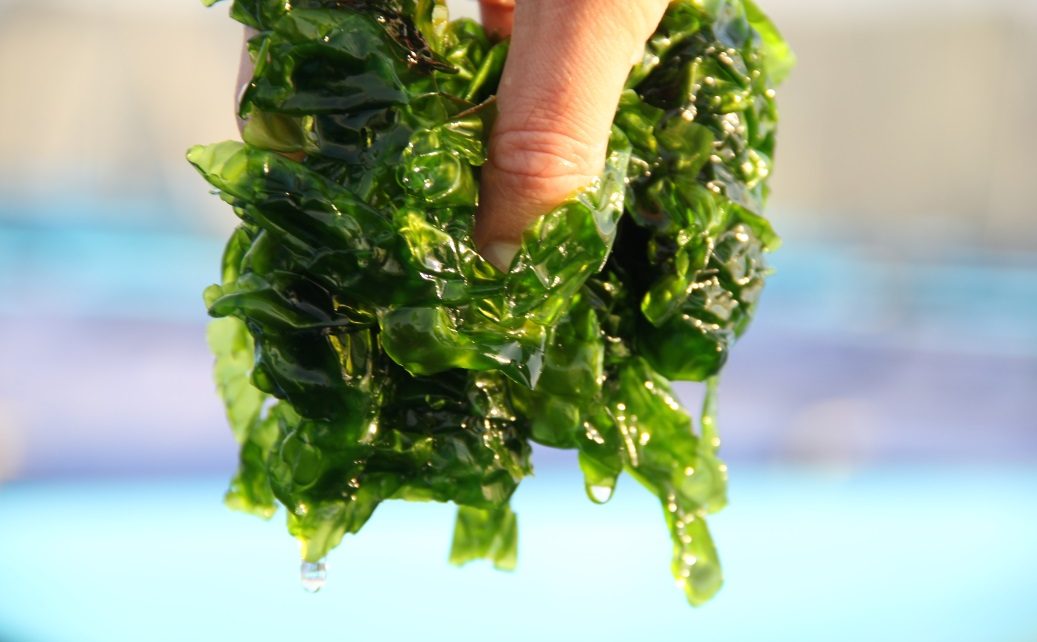 Seakura: 'We are at the frontier of land-based seaweed cultivation'