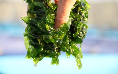 Seakura: 'We are at the frontier of land-based seaweed cultivation'