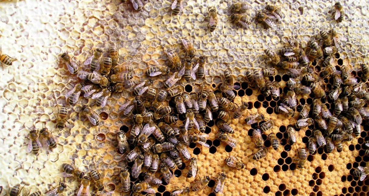 UNAM da estándar de calidad a producción de miel en México