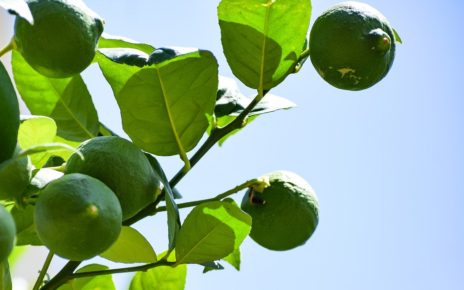 Crece en Michoacán superficie de cultivos de limón orgánico