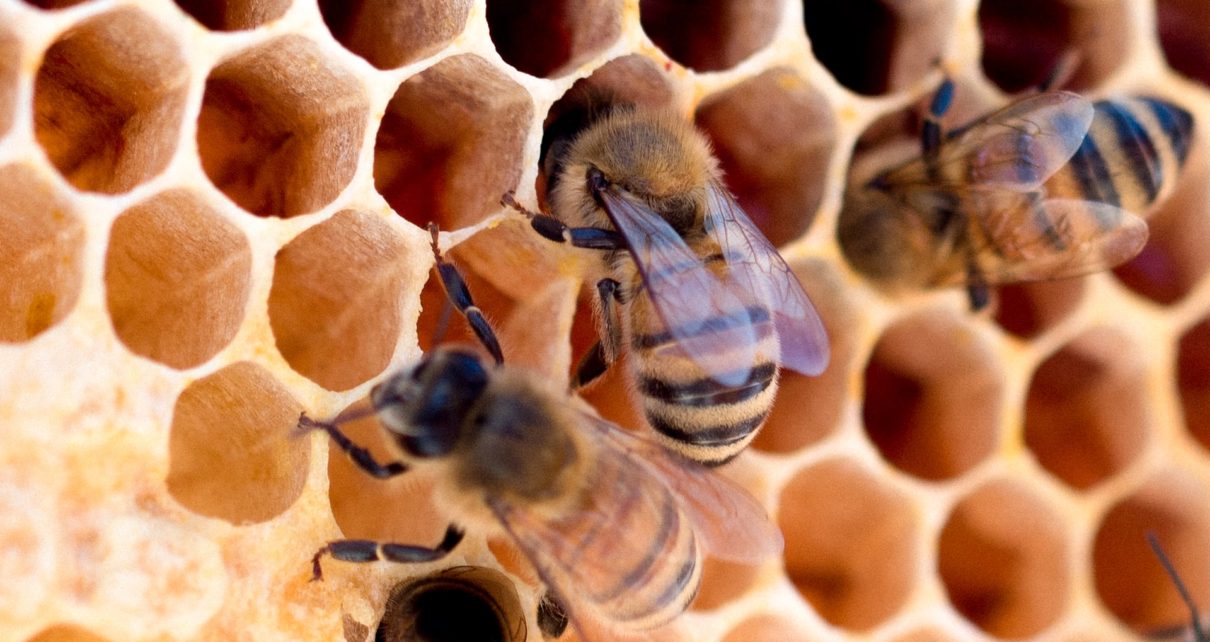 Ayuda la UNAM a proteger miel mexicana e identificar miel sintética
