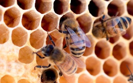 Ayuda la UNAM a proteger miel mexicana e identificar miel sintética