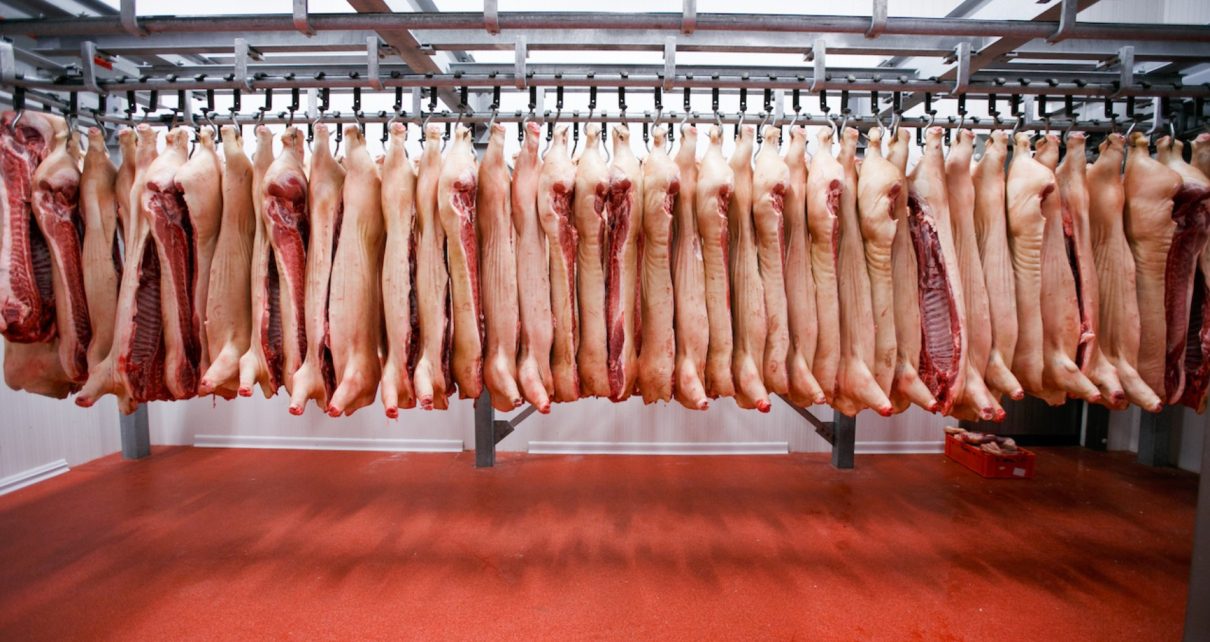 Bachoco invertirá en el negocio del cerdo procesado