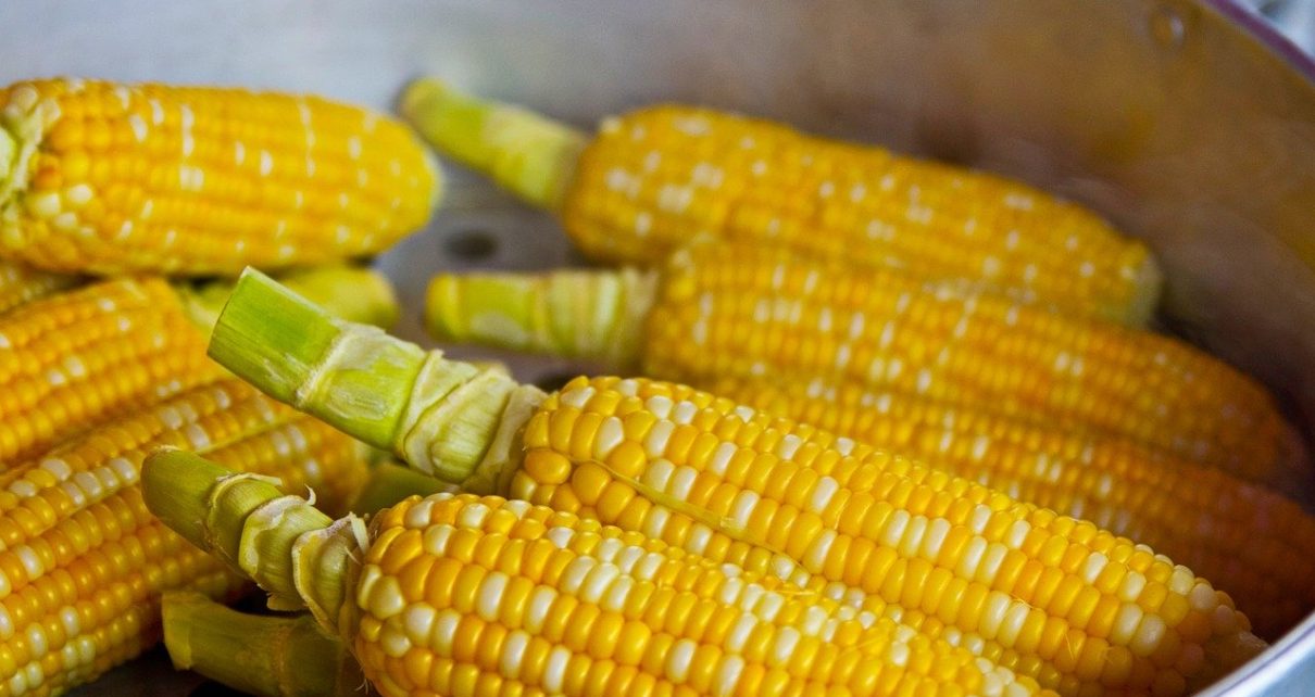 El maíz comenzó a consumirse en Mesoamérica como bebida embriagante, determinan antropólogos