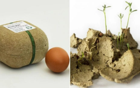 Empaque de huevos se convierte en planta después de su uso
