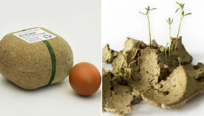 Empaque de huevos se convierte en planta después de su uso