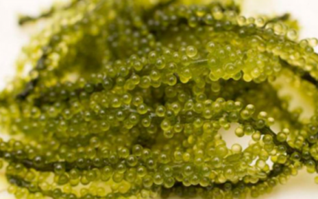 Desarrollan fibra óptica comestible a partir de algas