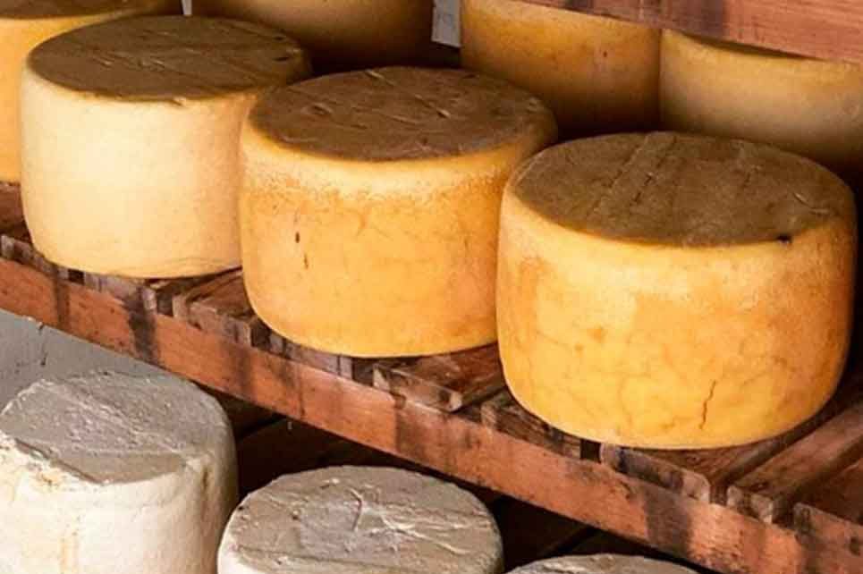 Uniformidad en el queso Cotija; el paso hacia la denominación de origen