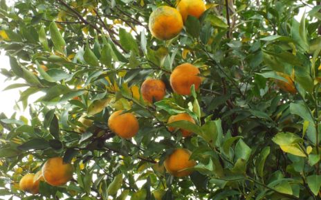 Bergamot citrus plus wild cardoon may help support liver health