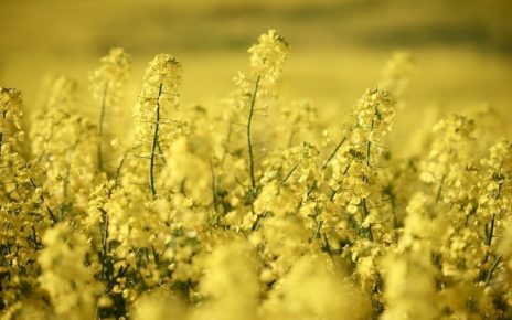 Move over soy? Rapeseed has the potential to replace soy in plant-based, say researchers