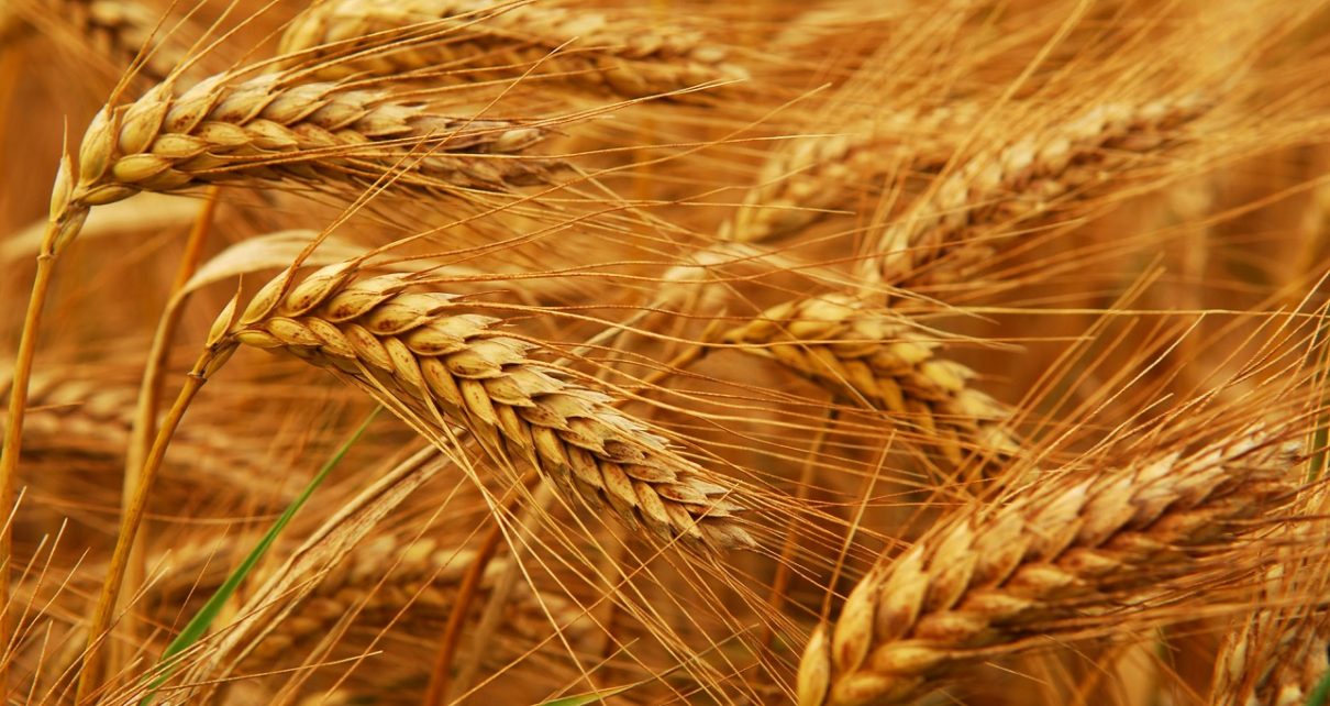 Limagrain and Arista partnership on track to market first high fiber wheat ingredient in Europe