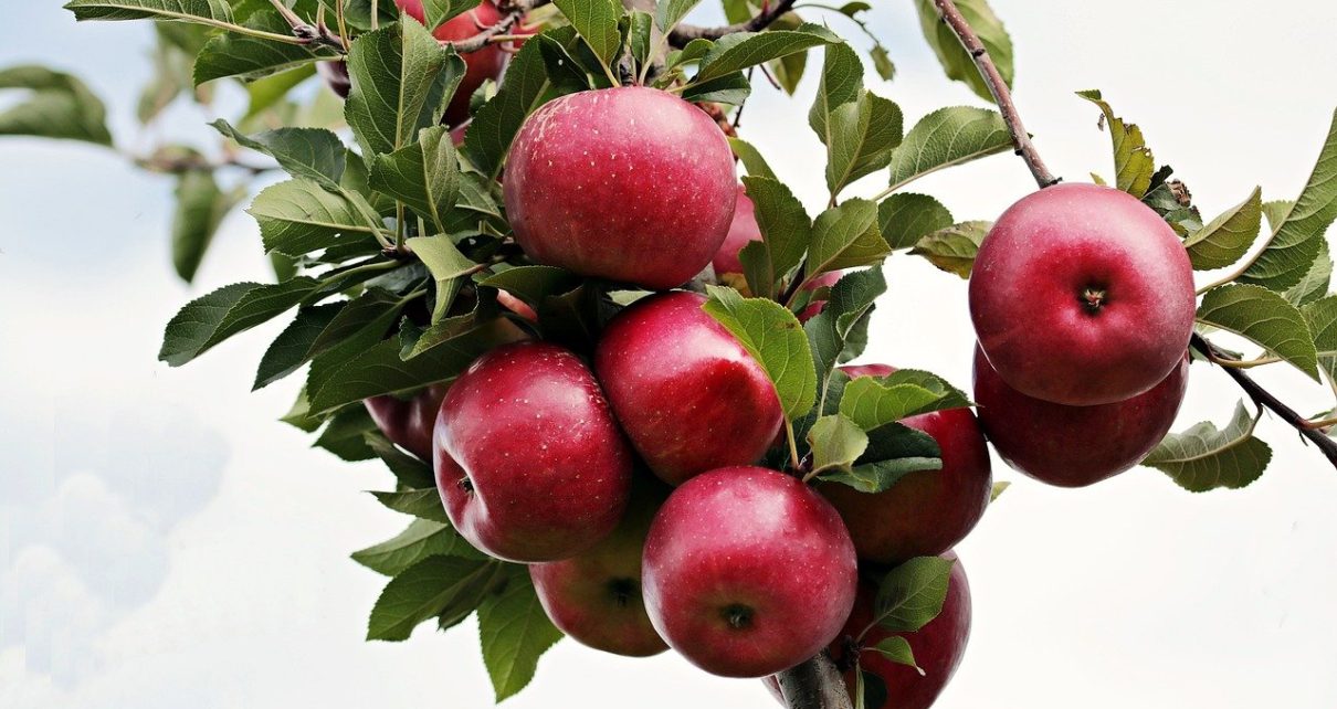 Comer manzanas baja la tensión arterial tanto como reducir la sal