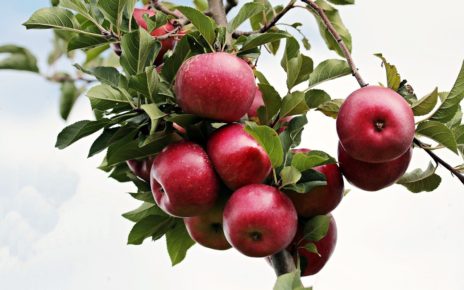 Comer manzanas baja la tensión arterial tanto como reducir la sal
