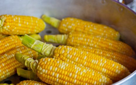 Desarrollan maíz híbrido que resiste efectos del cambio climático