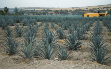 Realizan congreso para destacar la producción de tequila y mezcal