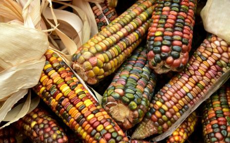 Feria del maíz criollo del sur de Sinaloa