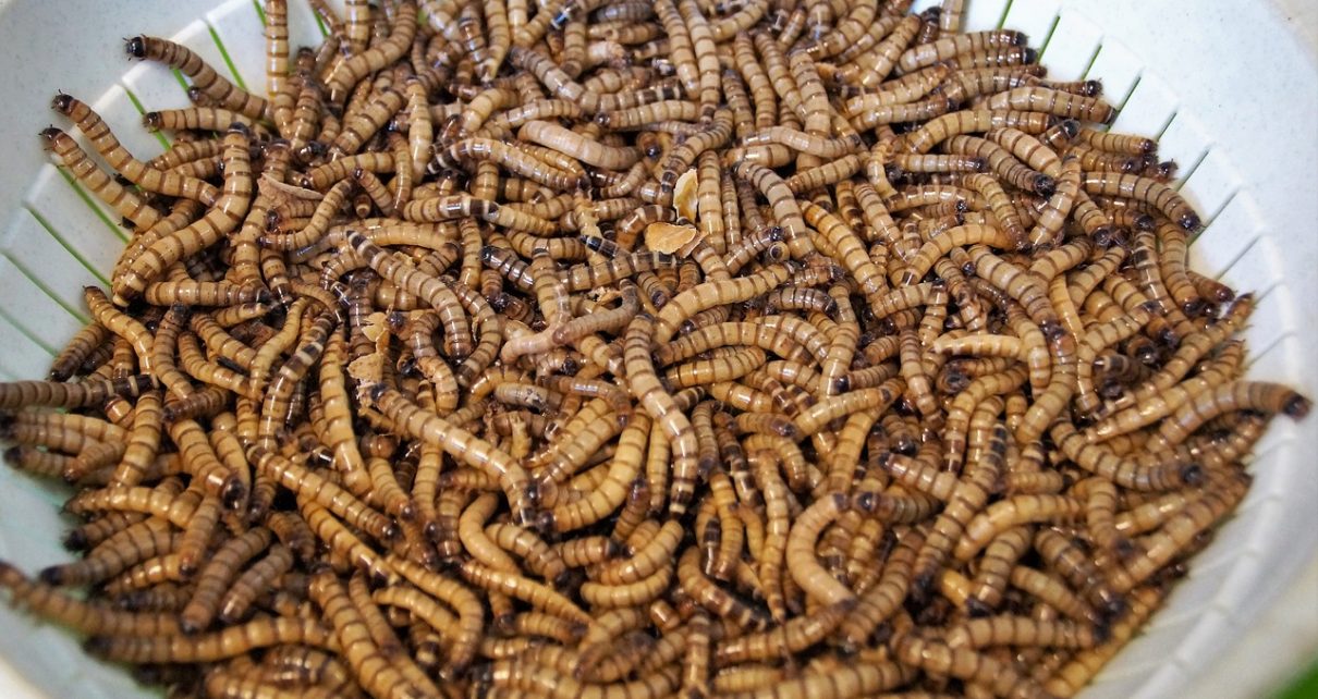 El atractivo de los insectos ganará terreno en 2021, dice IPIFF