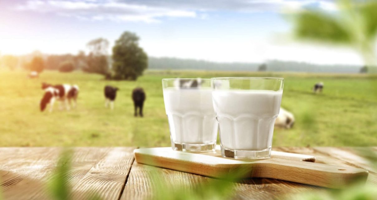 Situación de la producción mundial de leche de vaca en 2020