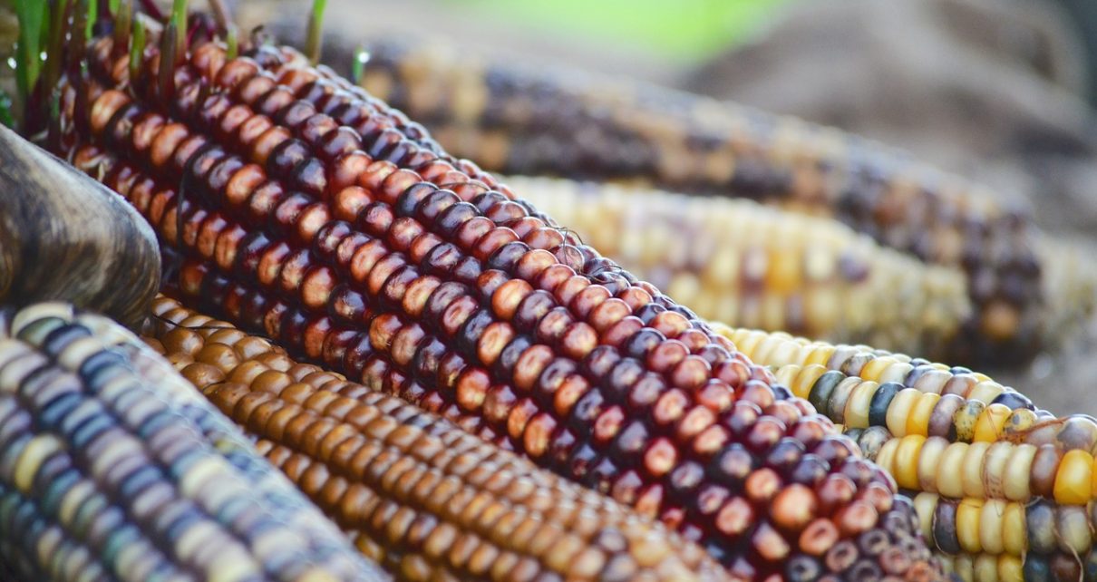 UNALM desarrolla nueva variedad de maíz morado ideal para pop corn