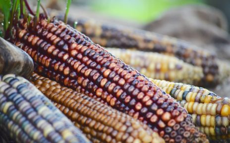 UNALM desarrolla nueva variedad de maíz morado ideal para pop corn