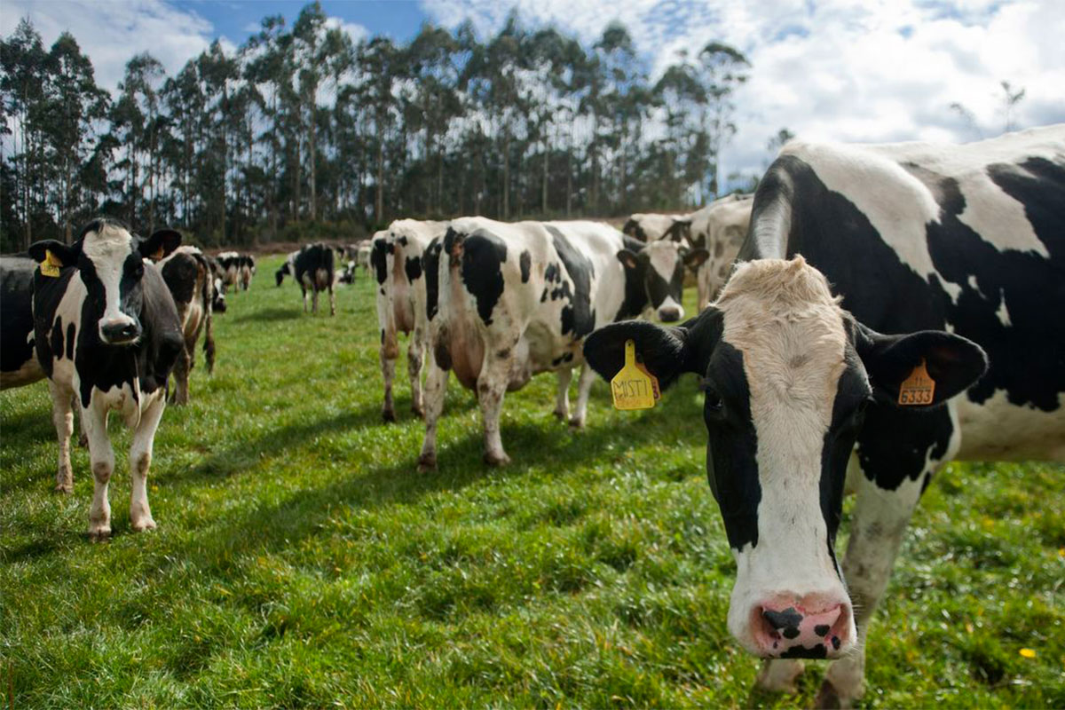 Bienestar de las vacas