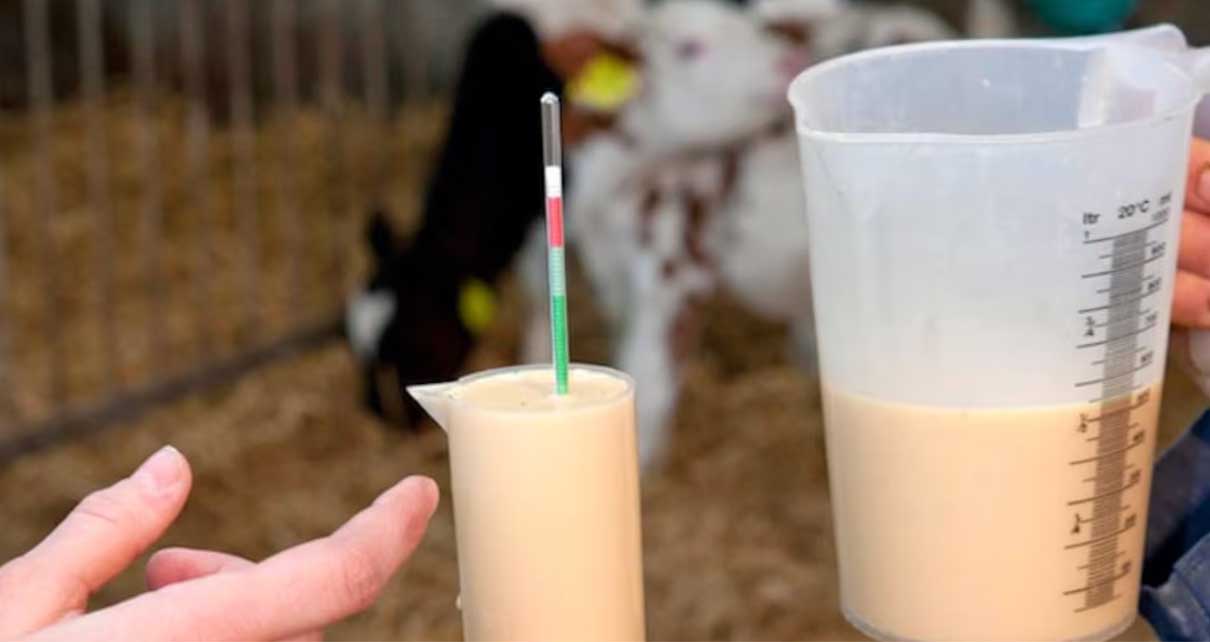Calostro bovino y sus efectos sobre la salud, según los expertos